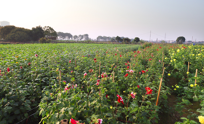 Người dân Tây Tựu thu hoạch hoa phục vụ 8/3